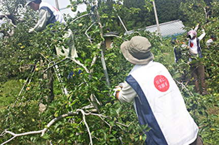 Volunteer apple-picking activity in Rikuzentakata