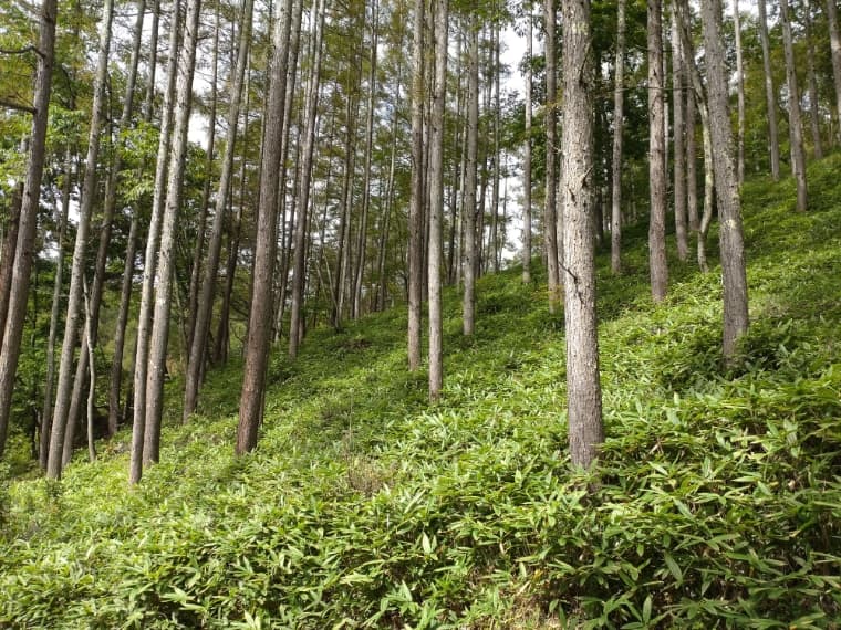 間伐されたタウン内の森