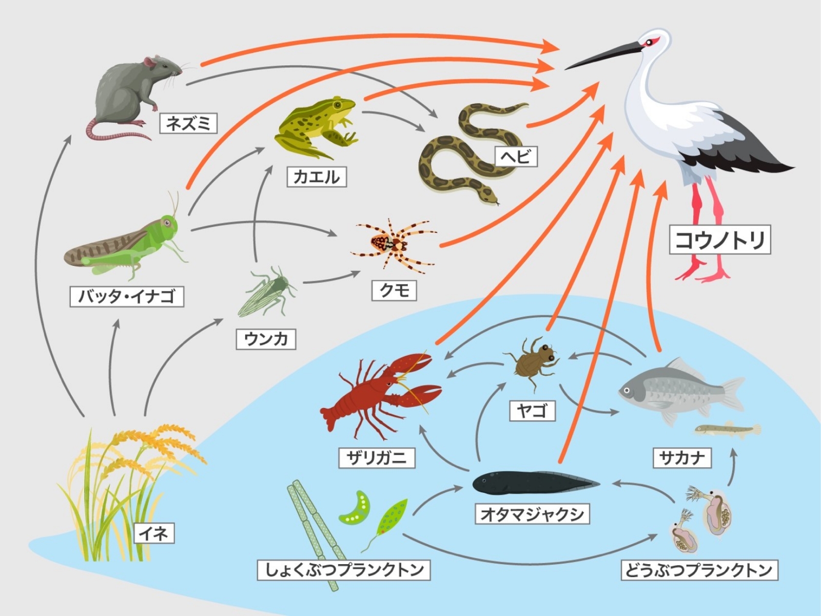 生物多様性は異なる種が影響し合うことで維持される（参考：兵庫県立コウノトリの郷公園）