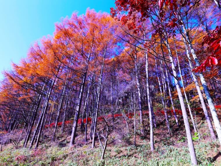 豊かな森と共生する東急リゾートタウン蓼科2