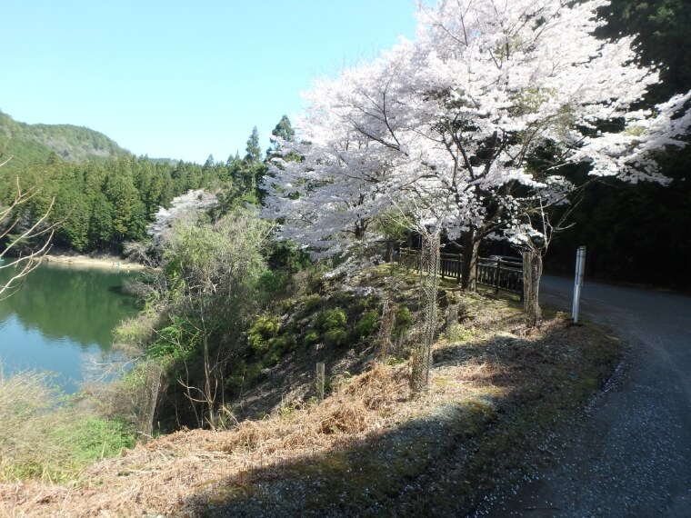 奈良県吉野町の津風呂湖で植樹した桜