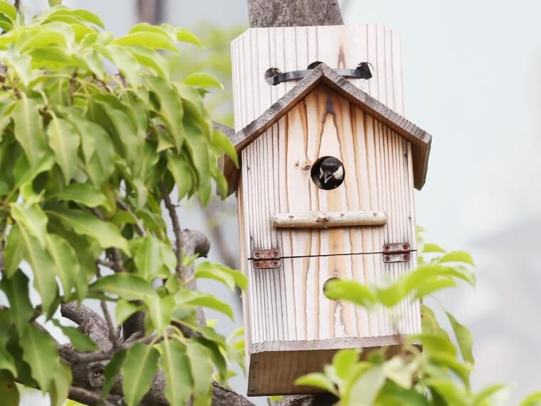 鳥が立ち寄れるよう設置された巣箱