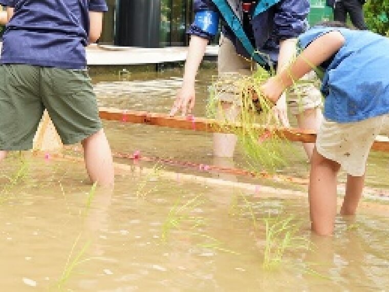 田植えは入居しているテナント関係者や住居棟の住民たちが参加するイベントとして実施