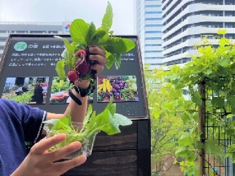 収穫した野菜は、調理・試食するワークショップで活用