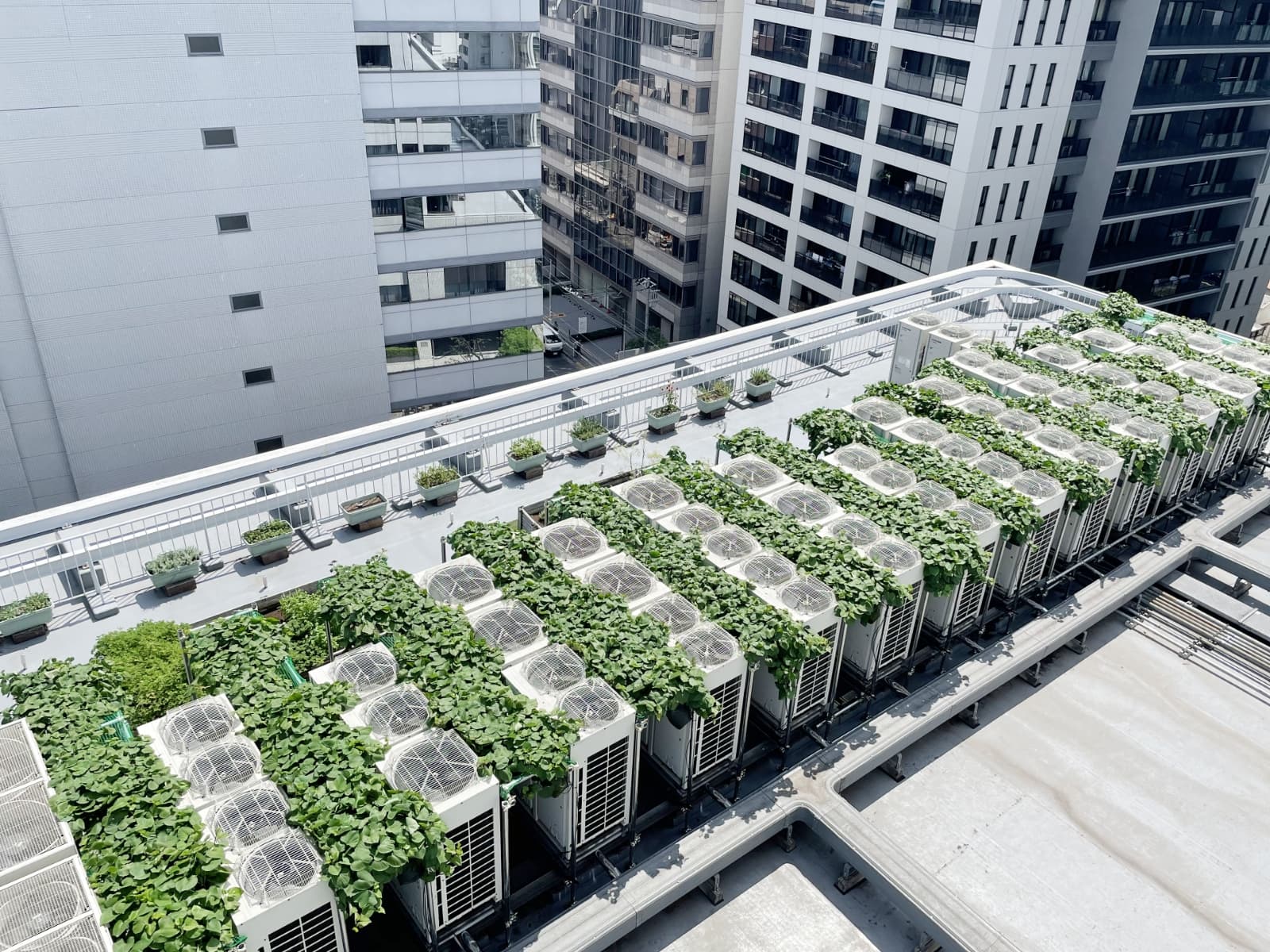 ウノサワ東急ビル屋上の「室外機芋緑化システム」